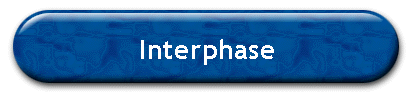 Interphase