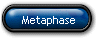 Metaphase