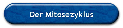 Der Mitosezyklus